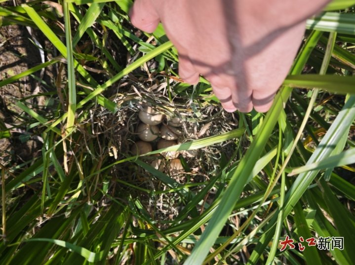 6月6日，浮岛上发现一窝里有10枚蛋