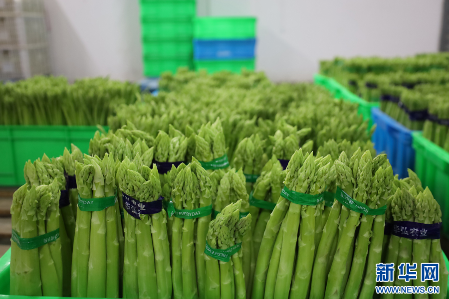 打包好的新鲜芦笋。新华网 谭茜予 摄