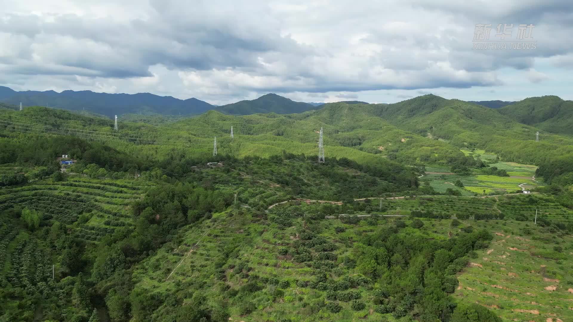 福建长汀：水土流失治理好 杨梅丰收挂满枝