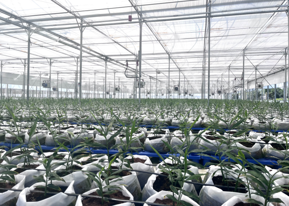 江西南昌：产业振兴绘就乡村新图景