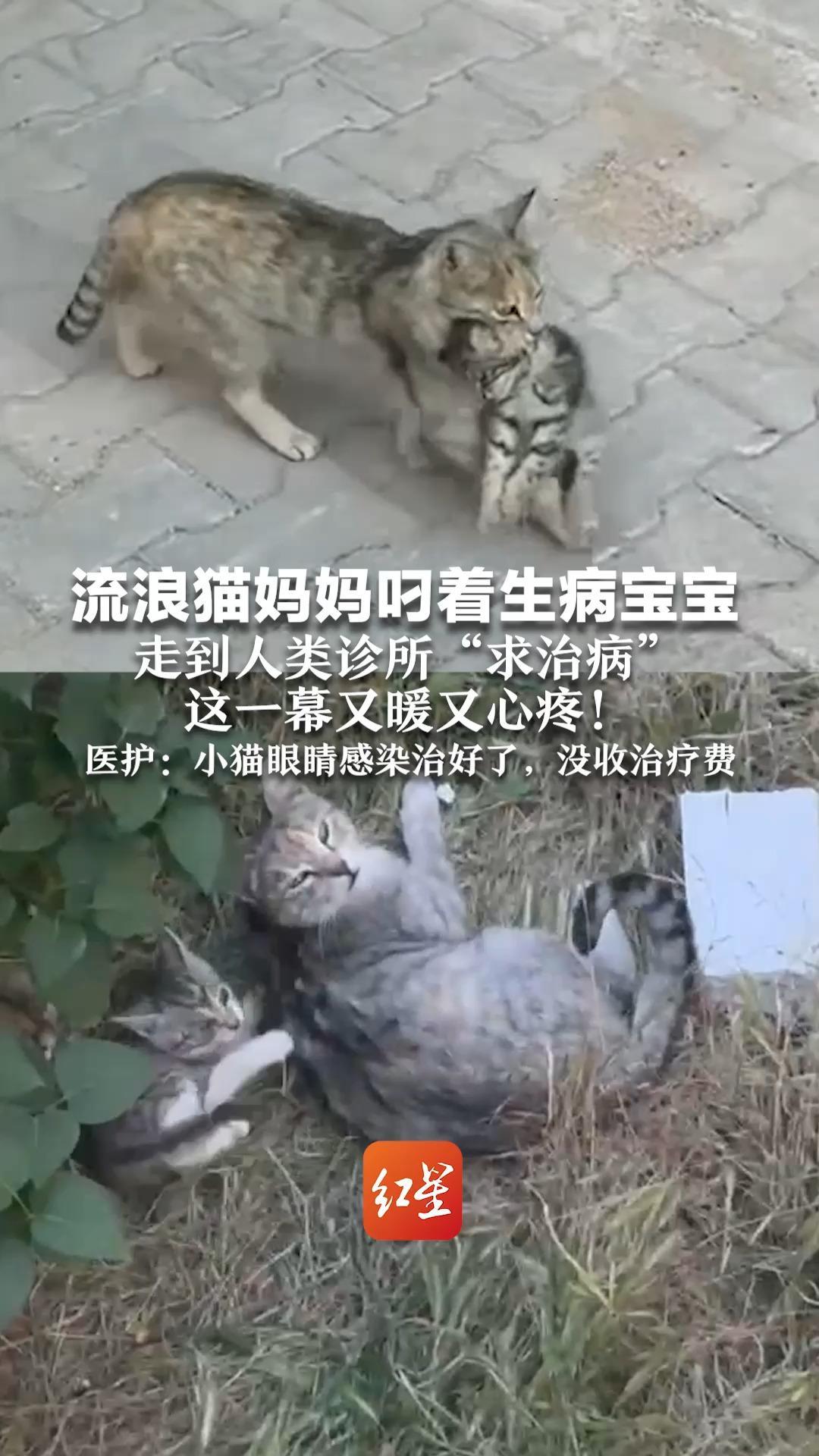 流浪猫妈妈叼着生病宝宝  走到人类诊所“求治病”这一幕又暖又心疼！医护：小猫眼睛感染治好了，没收治疗费