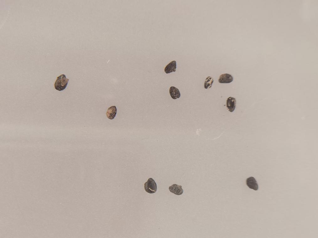 这是宝墩遗址展馆内陈列的约有4500年历史的碳化稻谷。（摄于2022年9月23日）新华社记者 李倩薇 摄