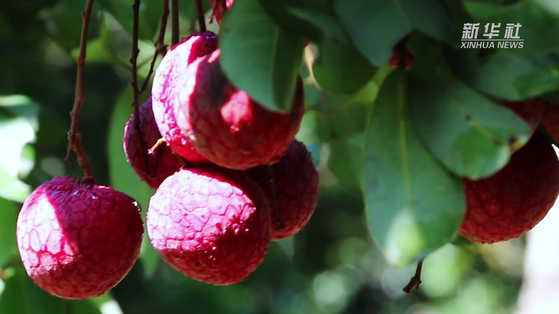 北回归线上的广州从化荔枝
