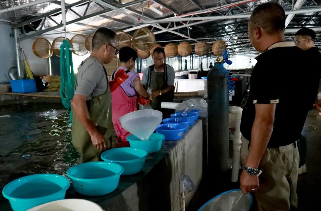 工人在包装鲈鱼苗（万再祥 摄）