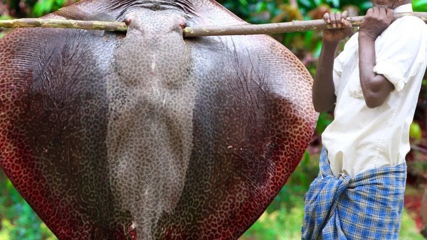 印度老头做海鲜，宰杀100斤鳐鱼魔鬼鱼剁块，用多种调料炖起来