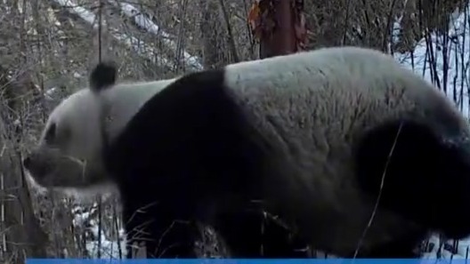 野生大熊猫“守护者”巡山Vlog：六天五晚里发现些啥