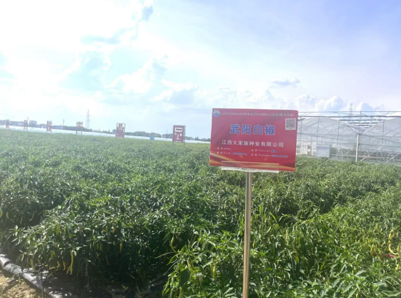 江西南昌：产业振兴绘就乡村新图景