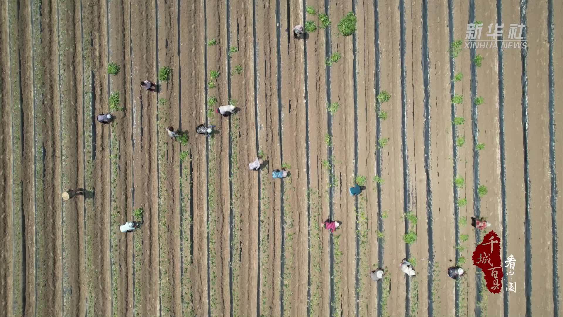 千城百县看中国｜山东阳谷：红薯移栽忙 种下新“薯”光