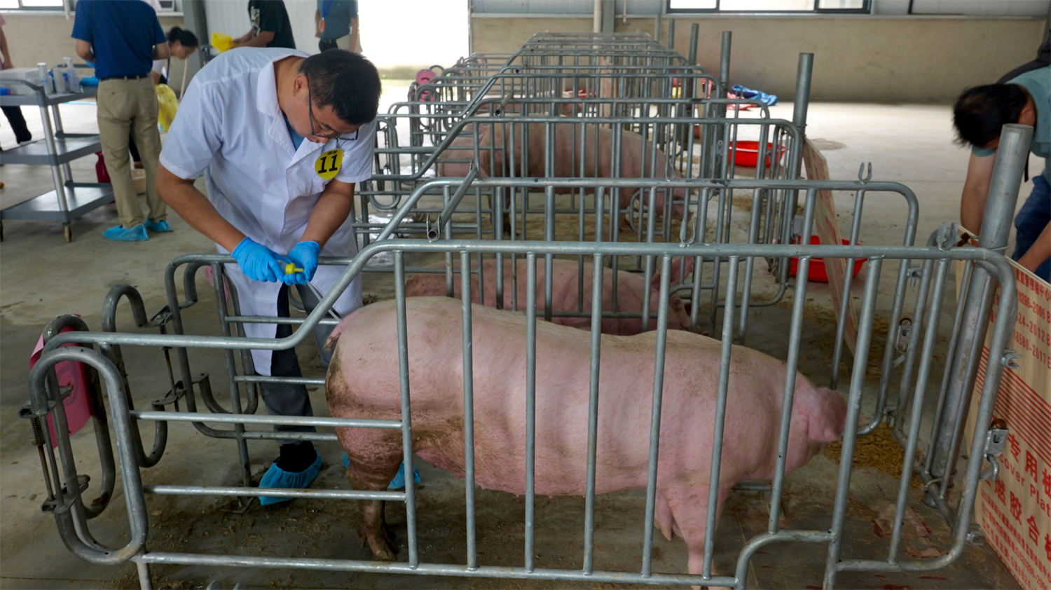 筑牢种业根基 锻造繁育精兵!2025年宁波市家畜繁殖员技能群英赛圆满举行