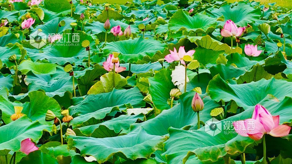 6月24日，江西省泰和縣澄江鎮上田村的蓮塘里，荷花競相綻放，粉白的荷花、碧綠的荷葉，在藍天白云的映襯下，構成一幅詩意的鄉村畫卷。