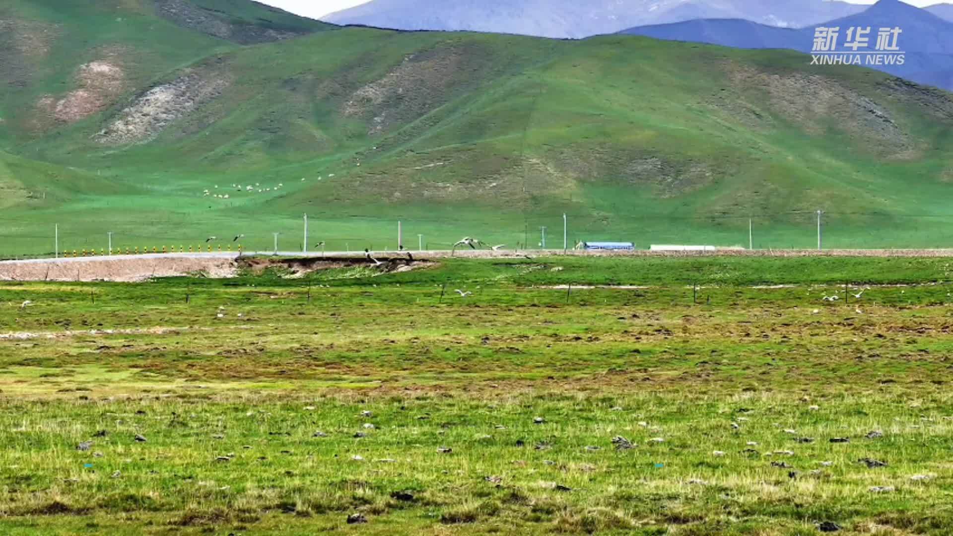 高原夏日的“亲子课堂”