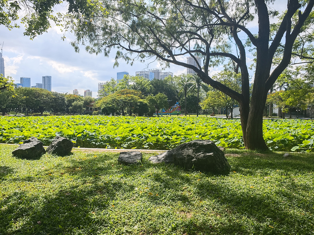 洪湖公园焕新,生态人文融合打造 “荷风印象”