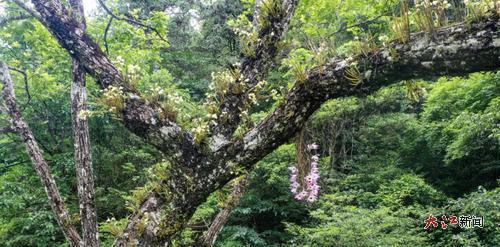 細莖石斛與串珠石斛在同一棵樹上同步開花。(江西井岡山國家級自然保護區供圖)