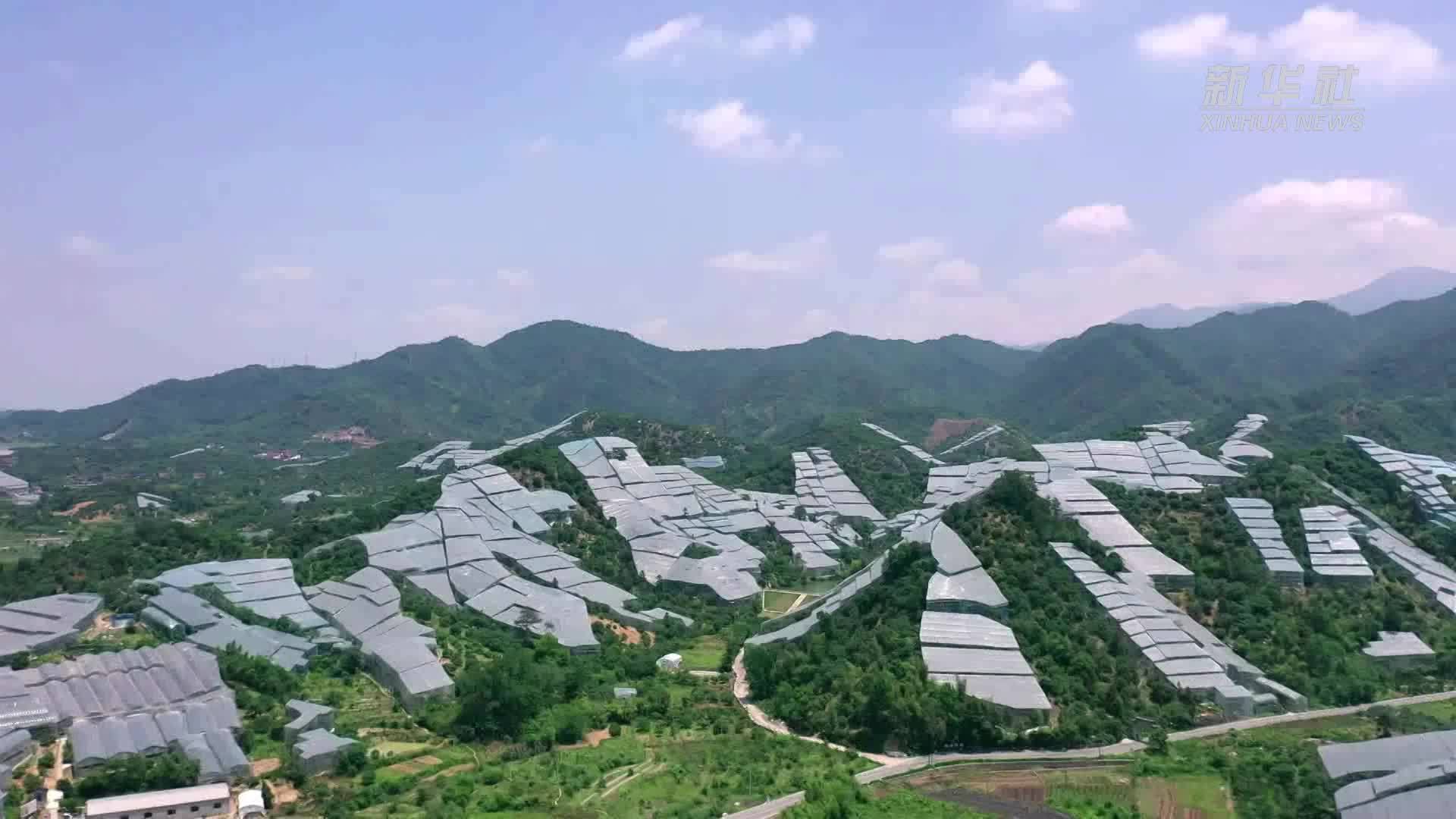 浙江金华：多举措保障杨梅鲜果“抢鲜”达