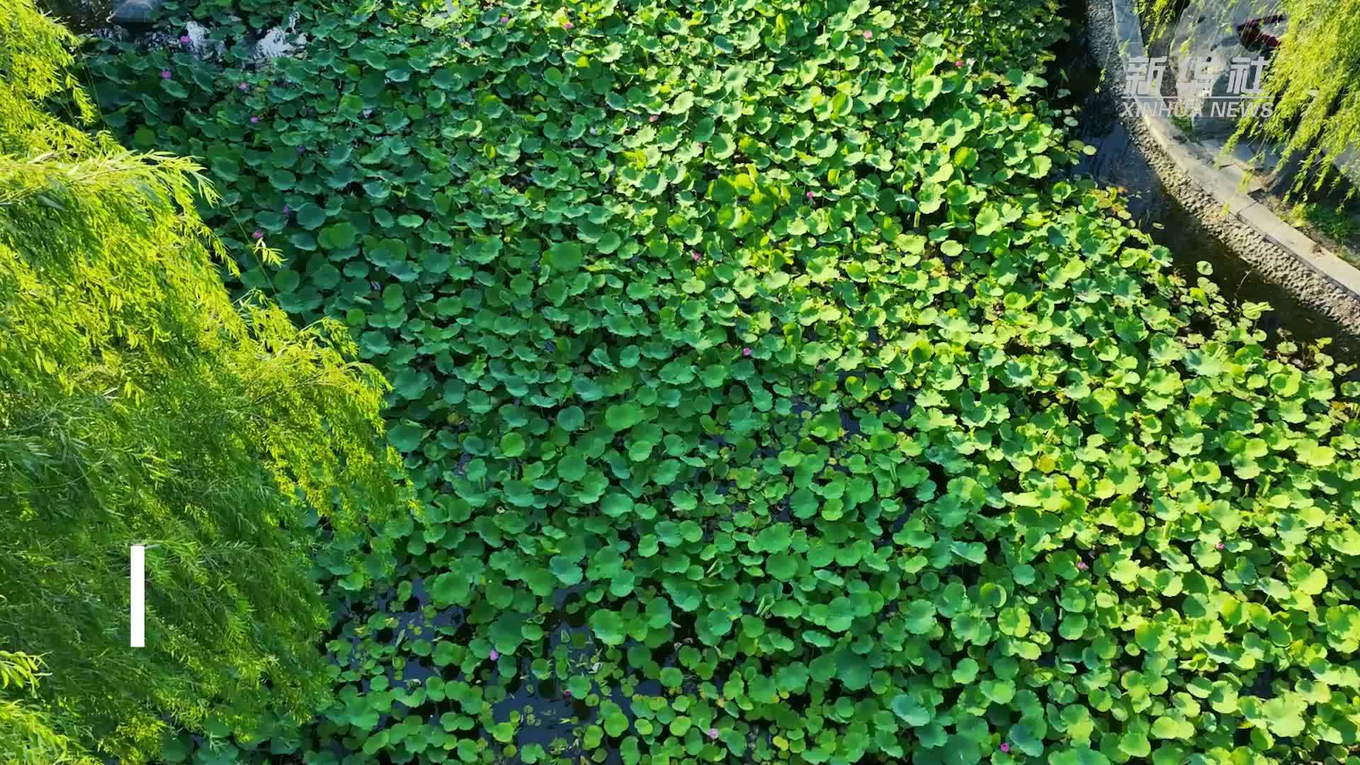 千城胜景｜河北栾城：荷风送爽碧满塘