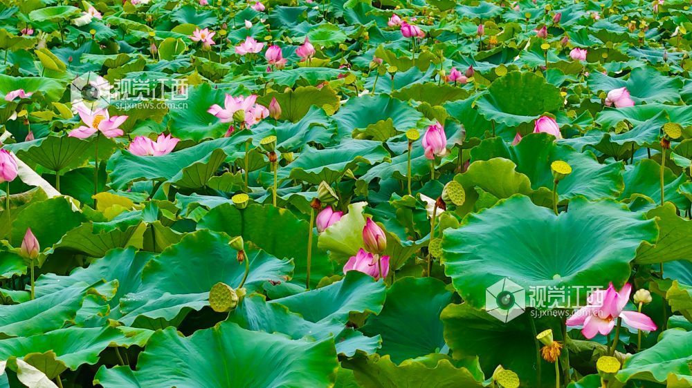 6月24日，江西省泰和縣澄江鎮上田村的蓮塘里，荷花競相綻放，粉白的荷花、碧綠的荷葉，在藍天白云的映襯下，構成一幅詩意的鄉村畫卷。