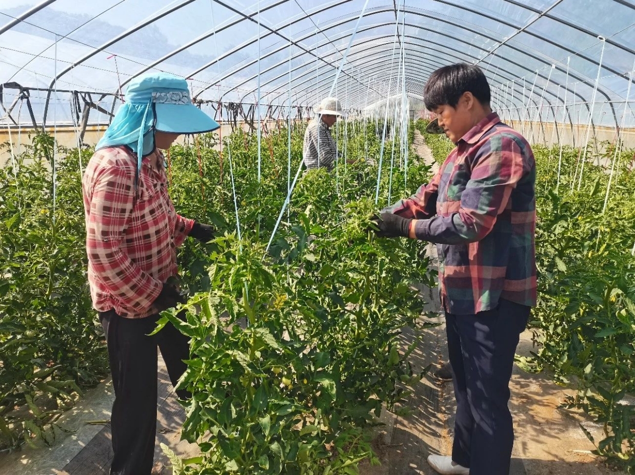 “甜蜜经济”带动乡村旅游 华亭解锁田园新玩法