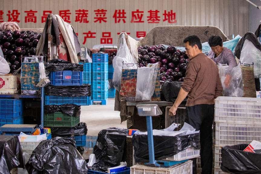 蔬菜基地一片繁忙景象。袁秋良 摄