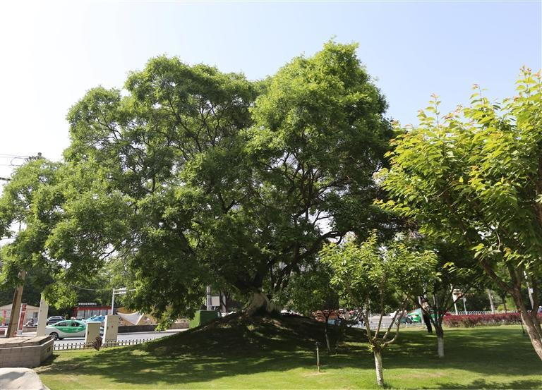西夏槐
