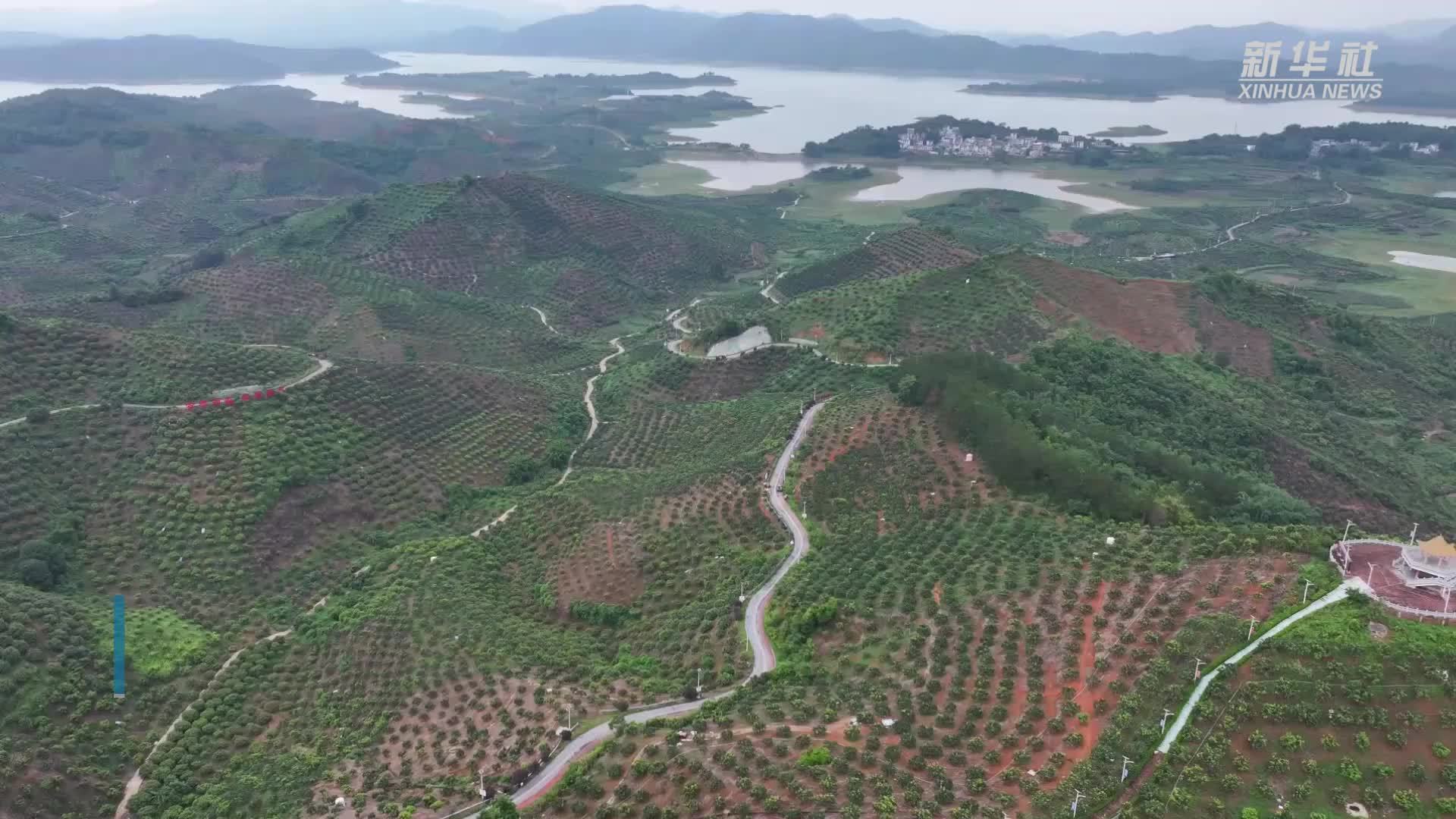 广西百色：芒果迎来丰收季