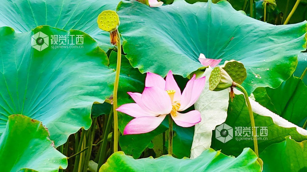 6月24日，江西省泰和縣澄江鎮上田村的蓮塘里，荷花競相綻放，粉白的荷花、碧綠的荷葉，在藍天白云的映襯下，構成一幅詩意的鄉村畫卷。
