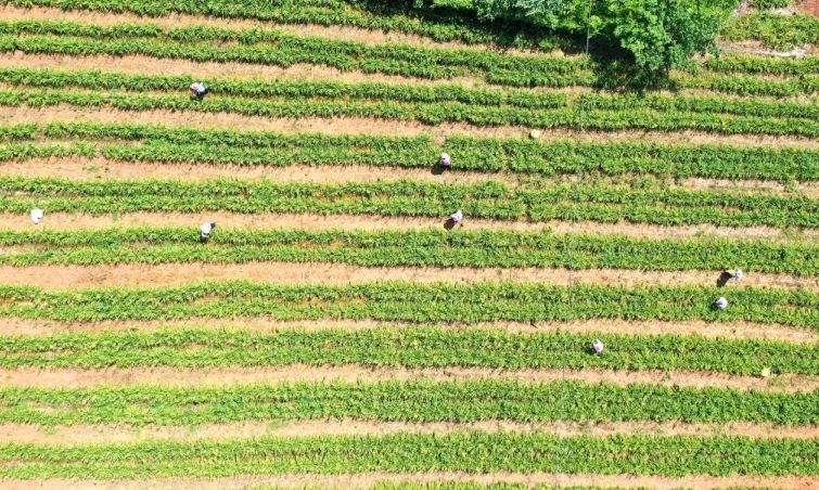 彭泽县黄花镇黄花菜种植基地内，一片繁忙的景象（柯恒 摄）