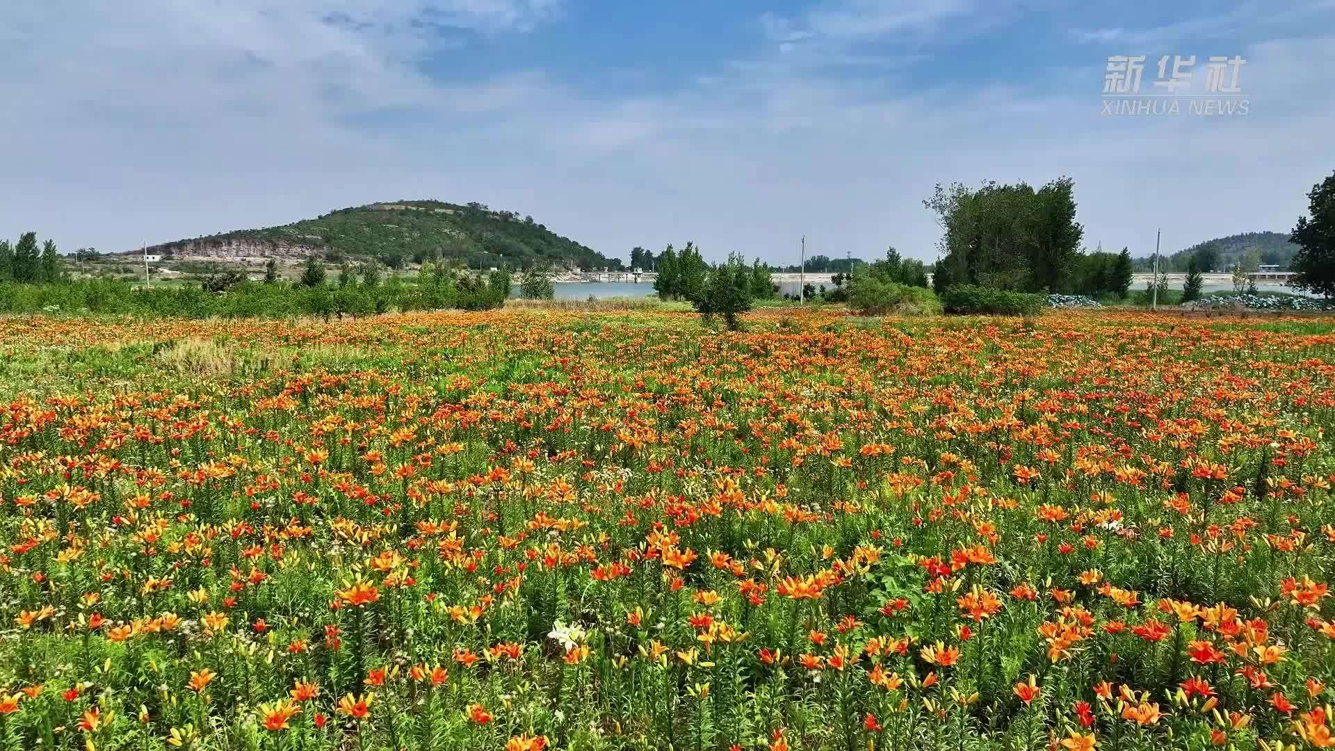 千城胜景｜枣庄山亭：夏日百合盛放