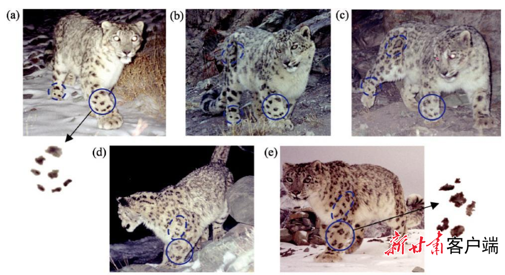 祁连山国家公园酒泉分局雪豹个体识别图　祁连山国家公园甘肃省管理局酒泉分局供图