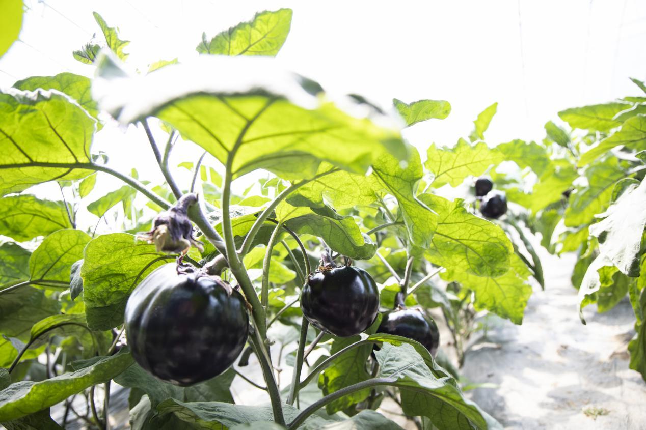 窝北镇特色蔬菜——圆茄。刘文杰 摄