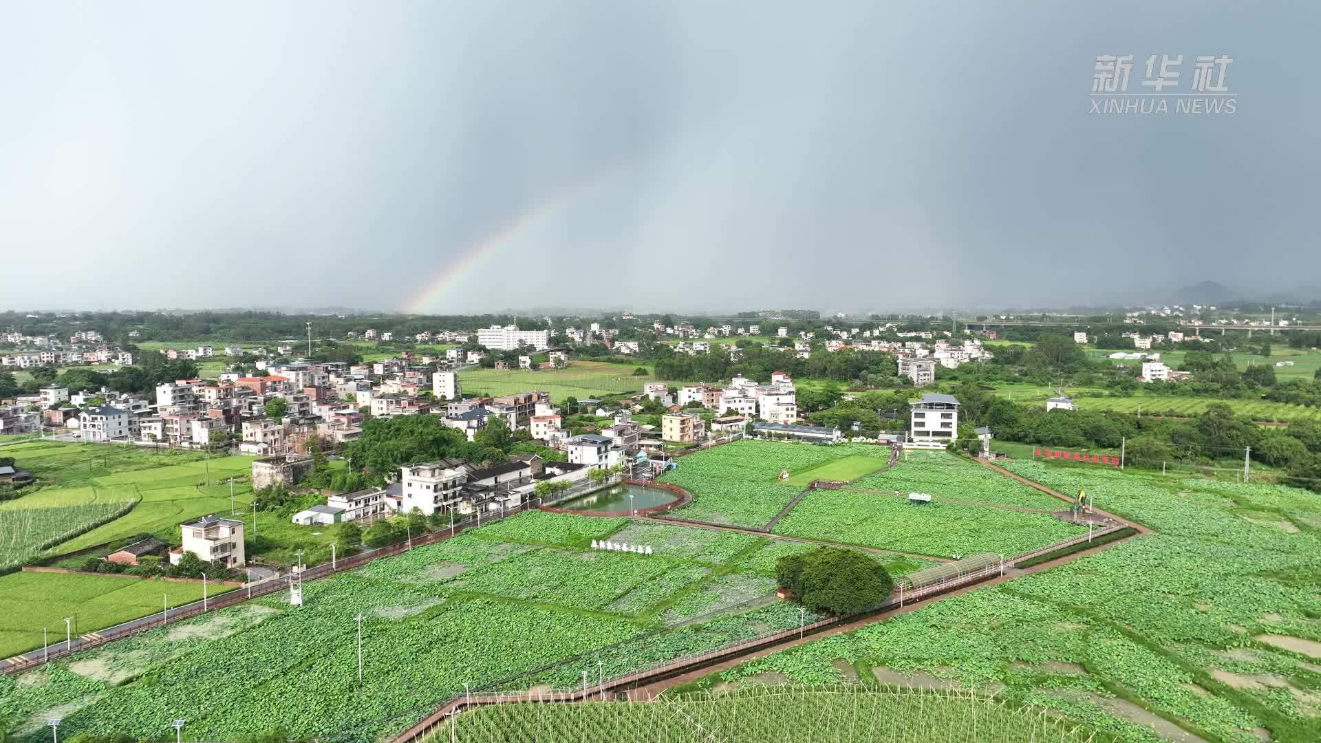 广东博罗：百亩荷花盛开迎客来
