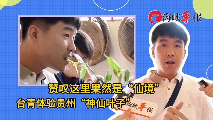 台青体验贵州“神仙叶子”，赞叹这里果然是“仙境”