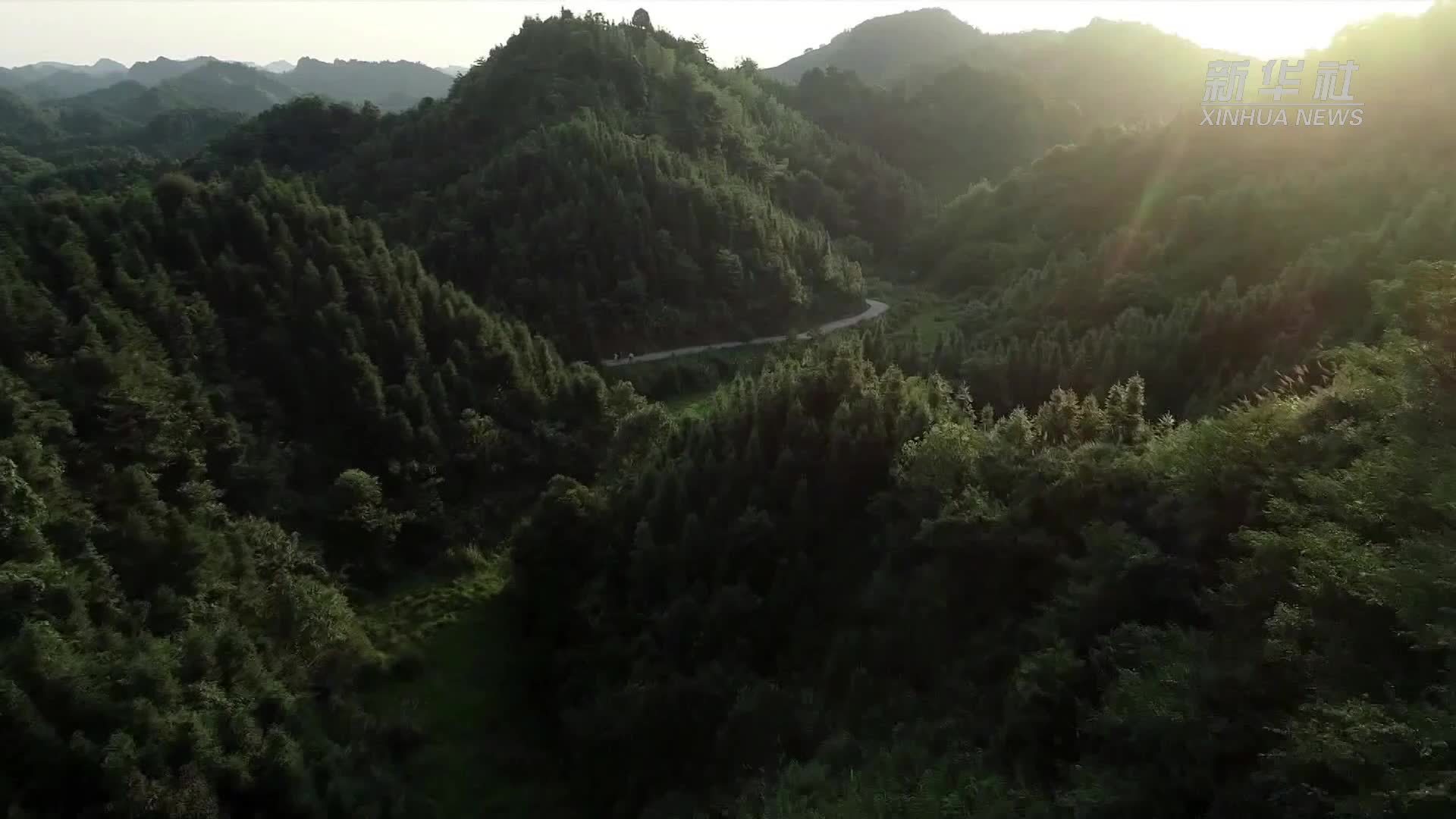福建顺昌：创新制度 厚植“绿色本底”