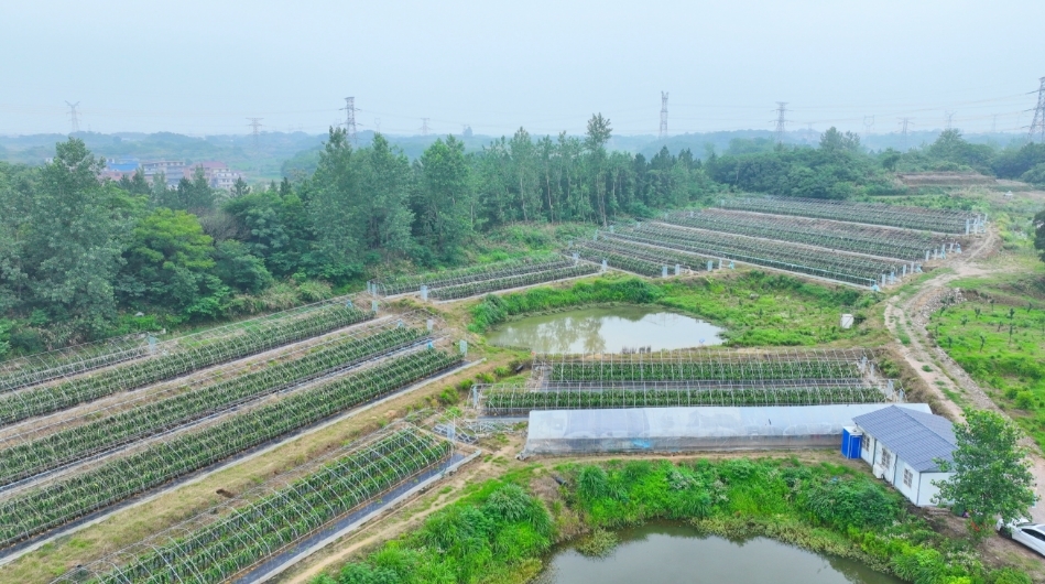 花香引路，红果生金！九江湖口张青乡特色产业赋能乡村振兴