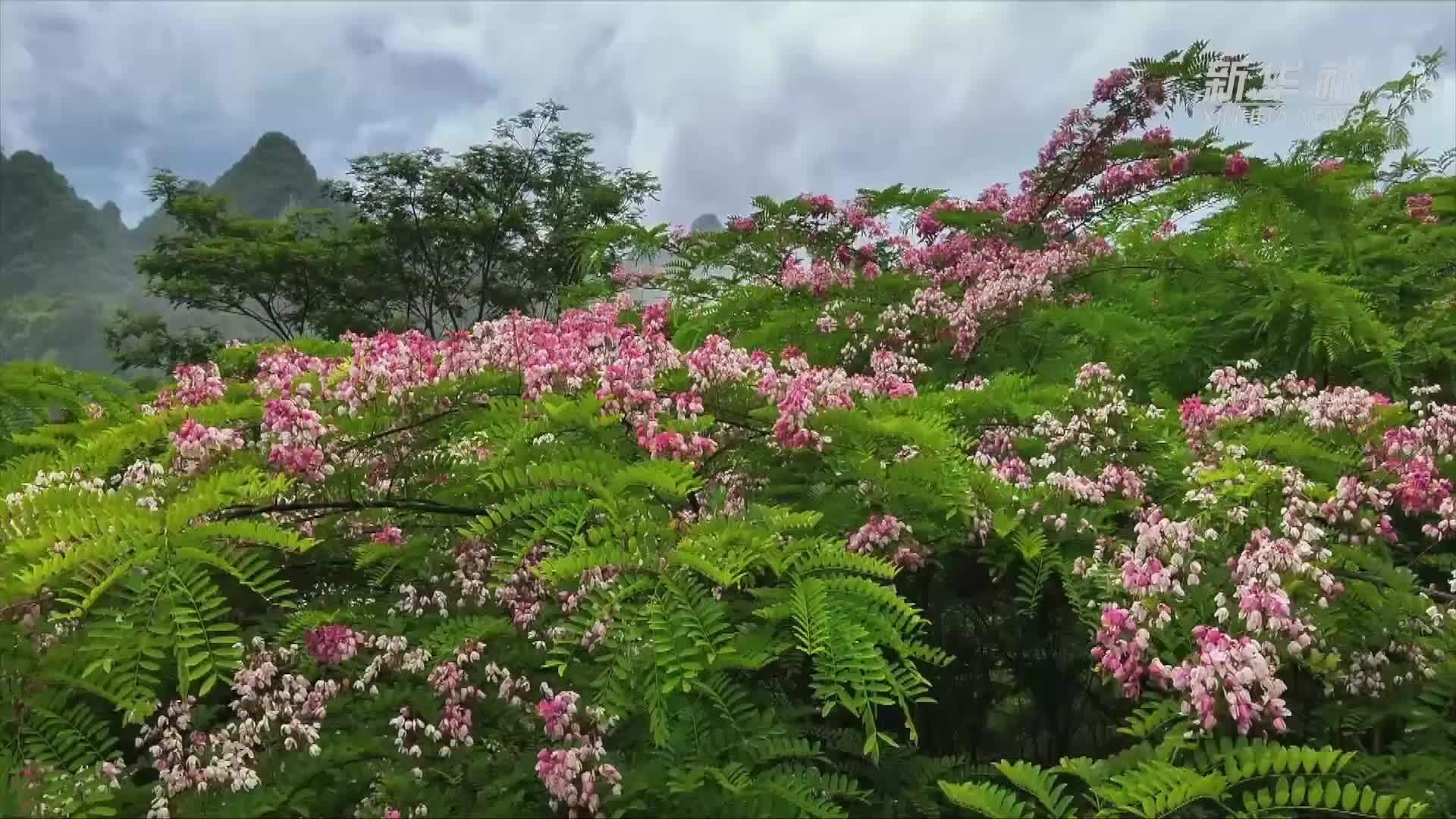 德天瀑布出现“黄金瀑布”景观   移民管理警察守护游客畅游