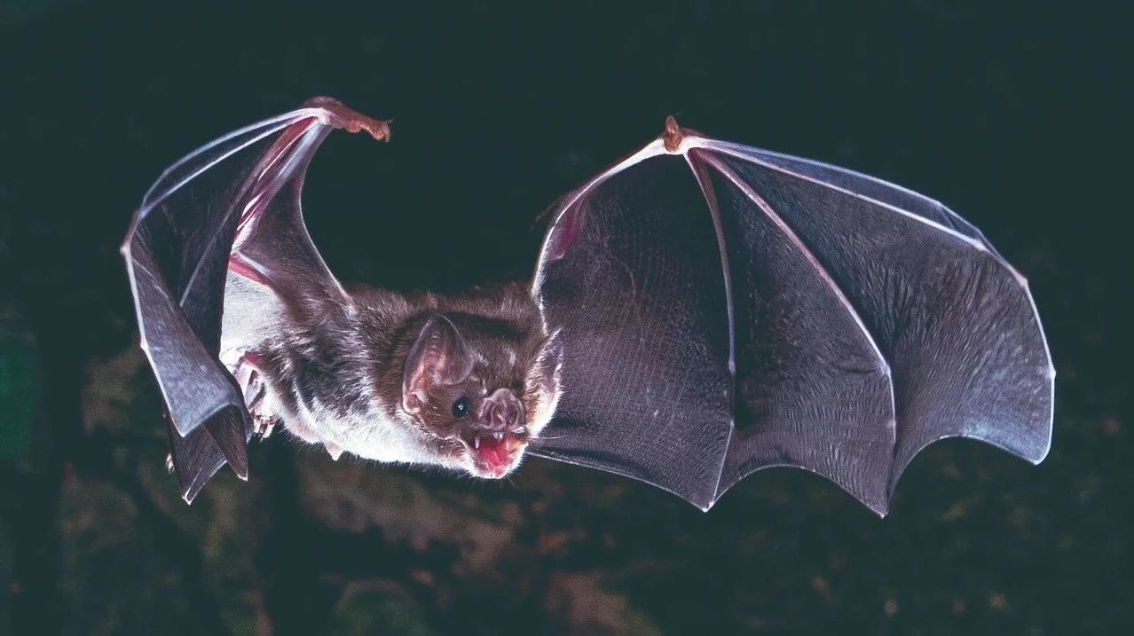 吸血蝙蝠的生存之道：基因组与微生物组的双重适应