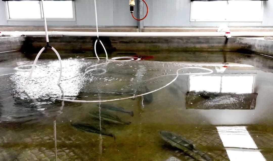 基地孵化池（万再祥 摄）