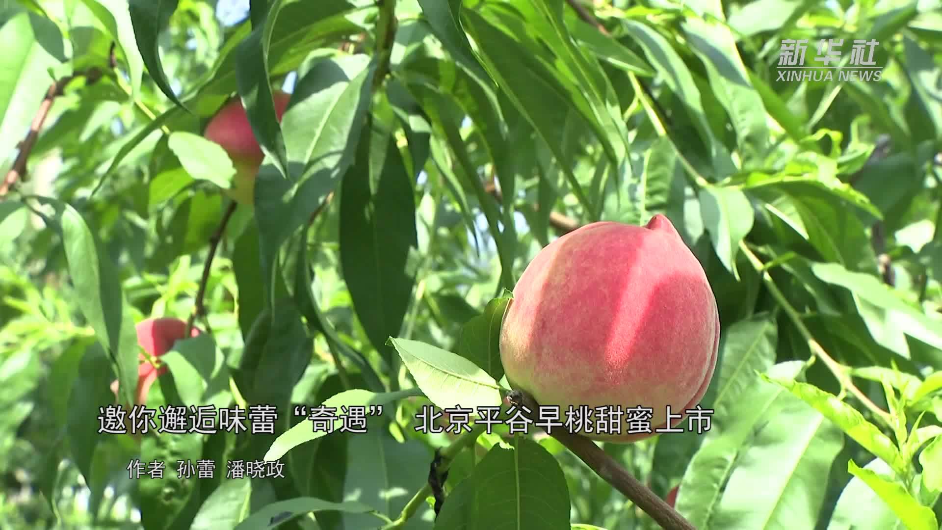 邀你邂逅味蕾“奇遇”北京平谷早桃甜蜜上市