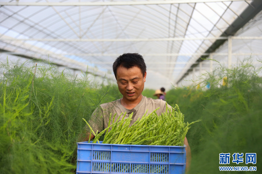 工作人员正在搬运新鲜芦笋。新华网发 邱志超 摄