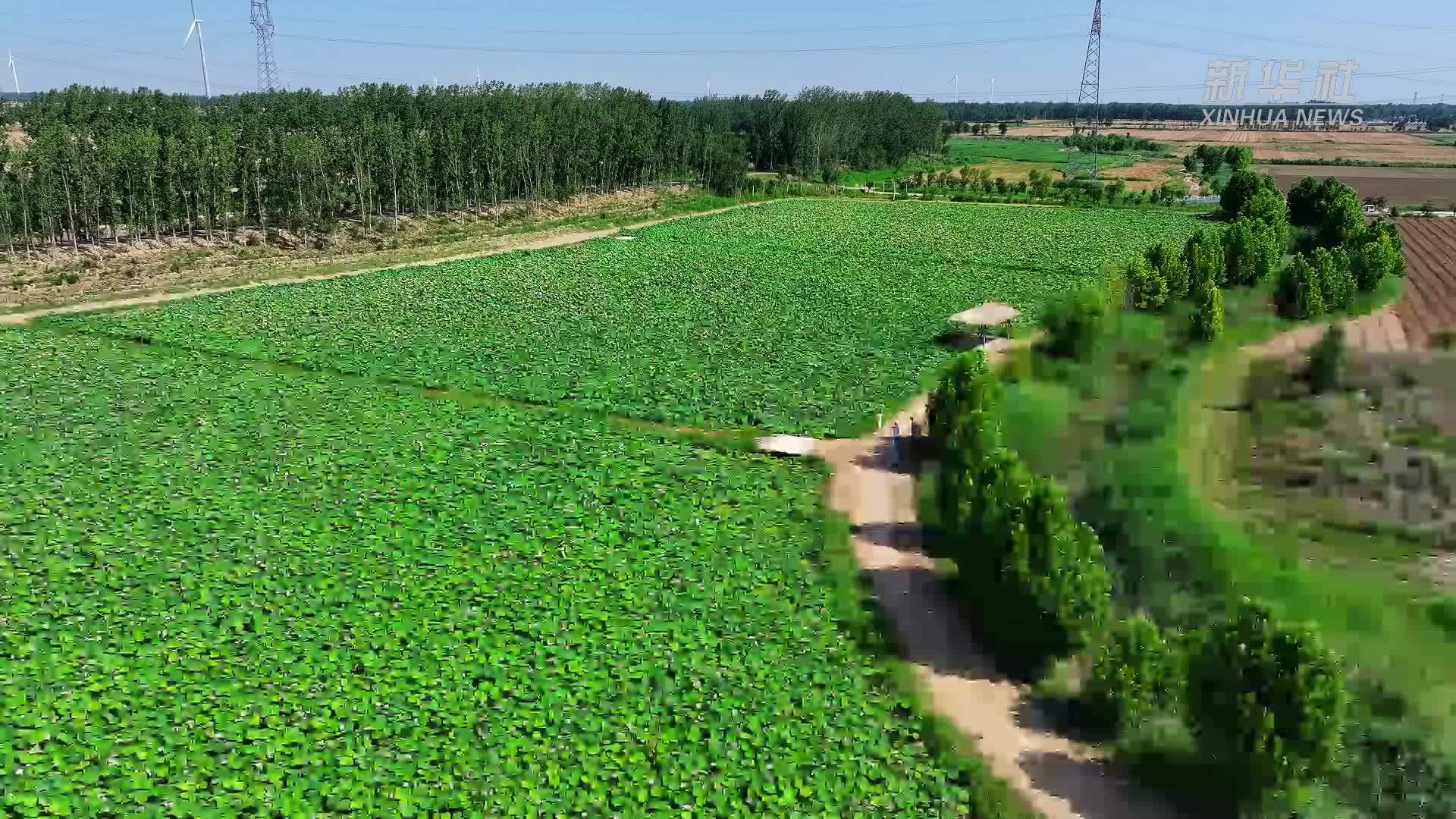 千城胜景｜河北吴桥：百亩荷塘绘就夏日盛景