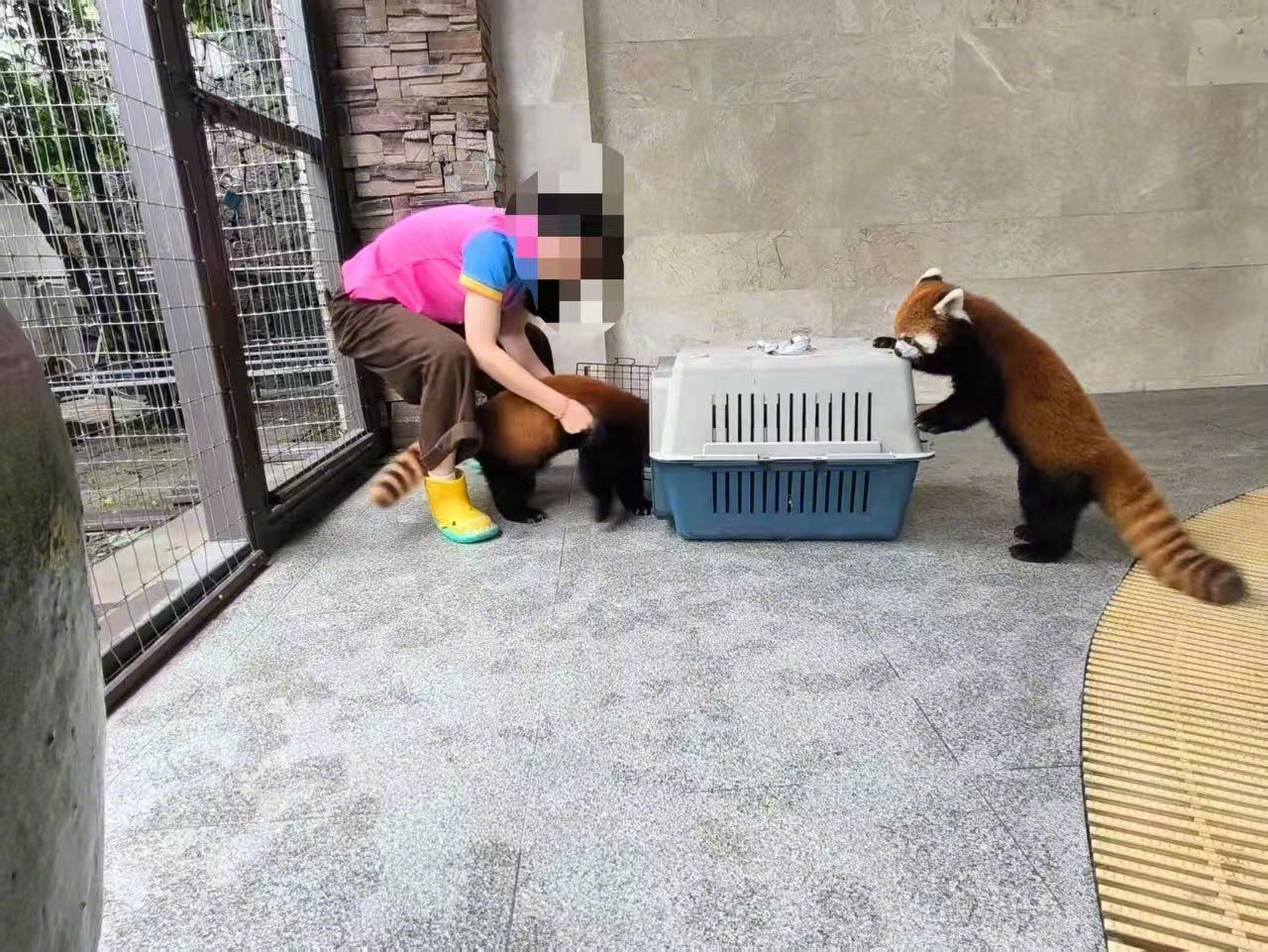 重庆一酒店小熊猫叫早服务引争议，林业局介