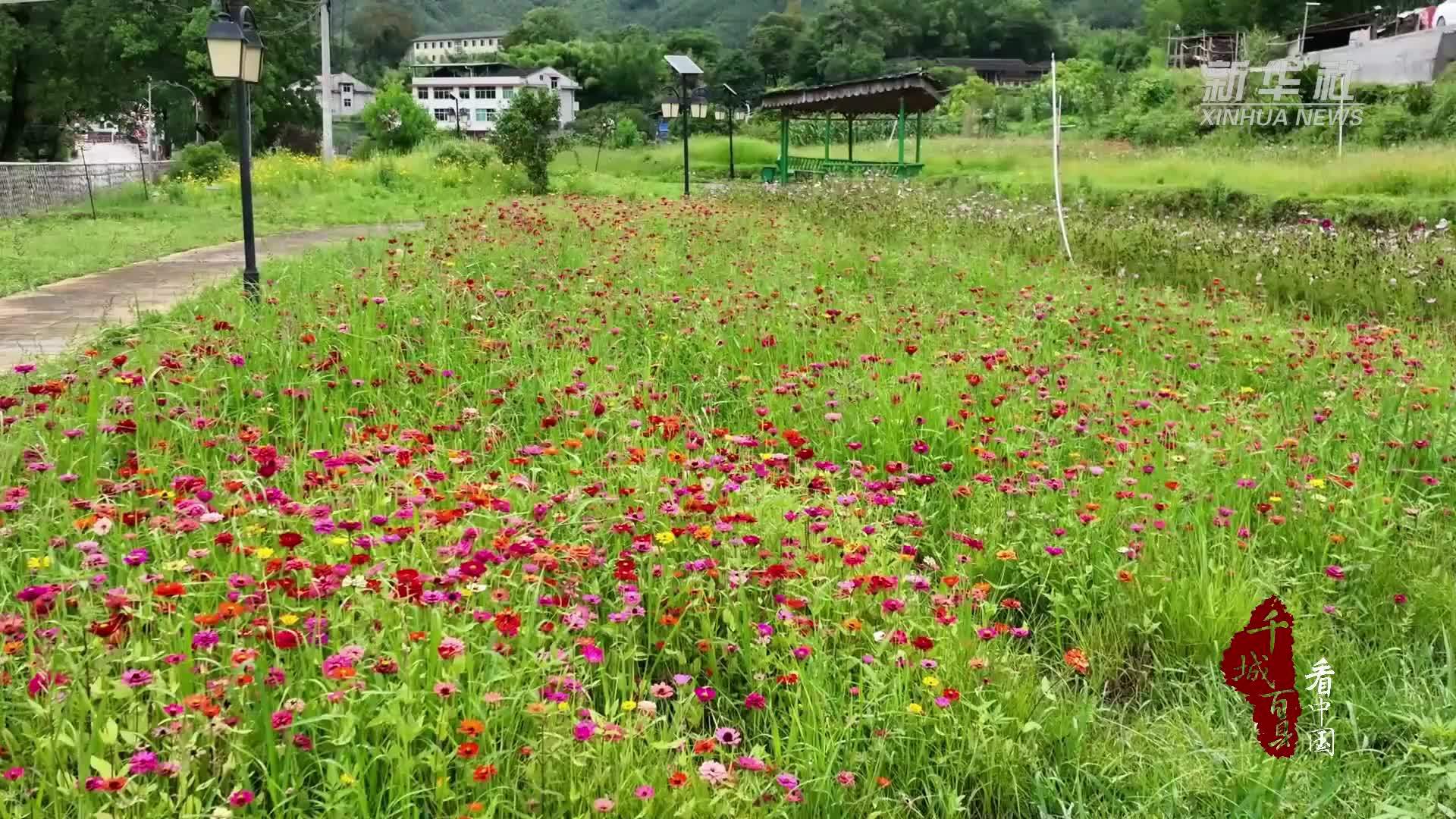 千城百县看中国｜福建尤溪：彩菊绽放 扮靓乡村