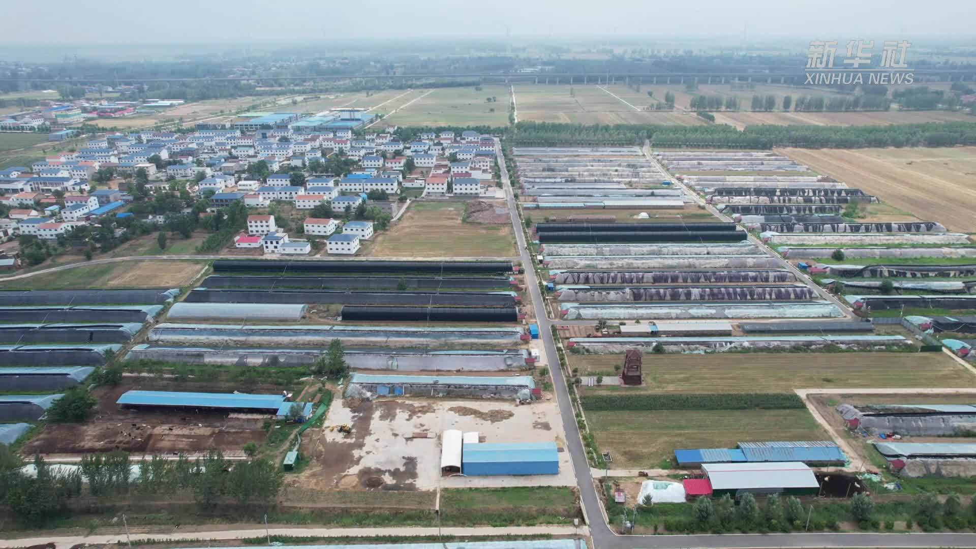 党旗在基层一线高高飘扬｜党建聚力兴产业 白云山村换新颜