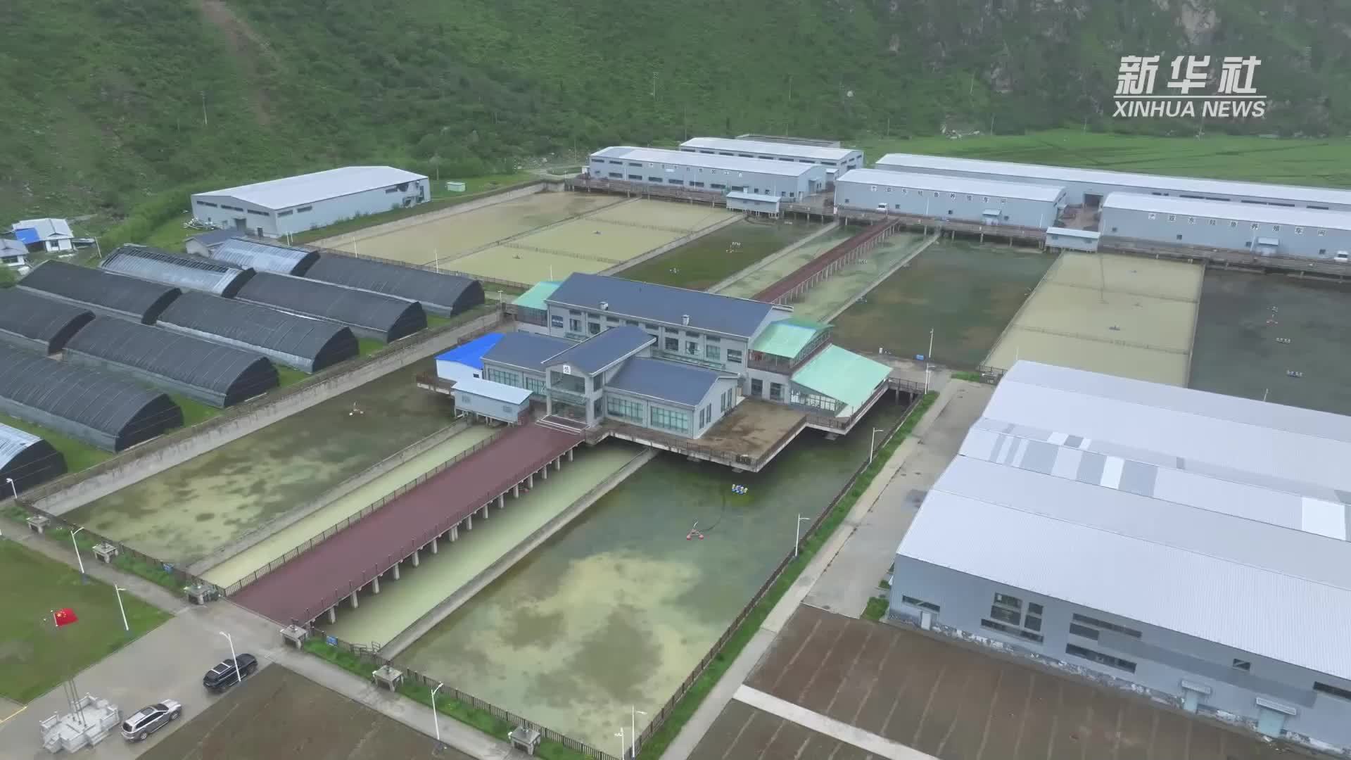 亚东鲑鱼：高原冷水鱼游出富民“热产业”