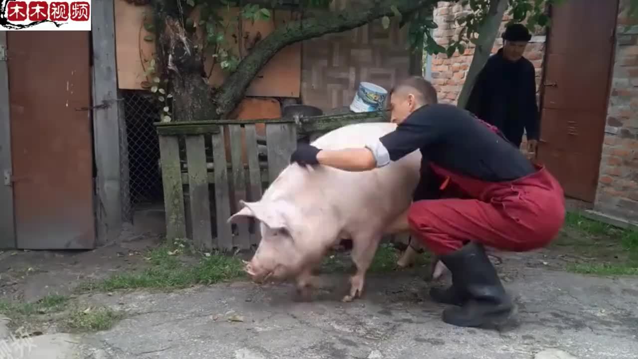 乌克兰小哥杀猪全过程,一把螺丝刀轻松放倒一头猪,真是太强悍了_凤凰网视频_凤凰网