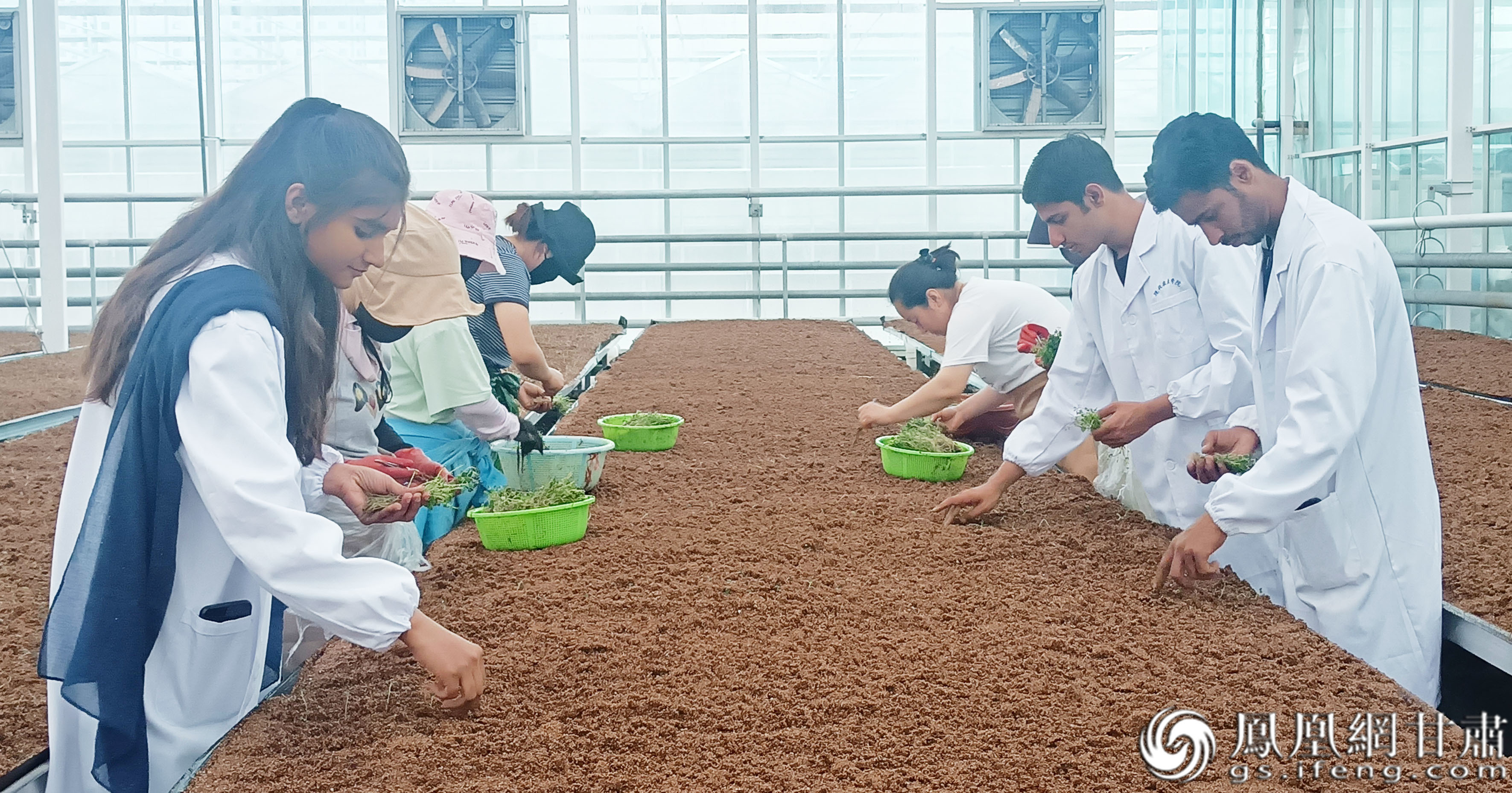 巴基斯坦留学生种植马铃薯苗　宋芳科　摄