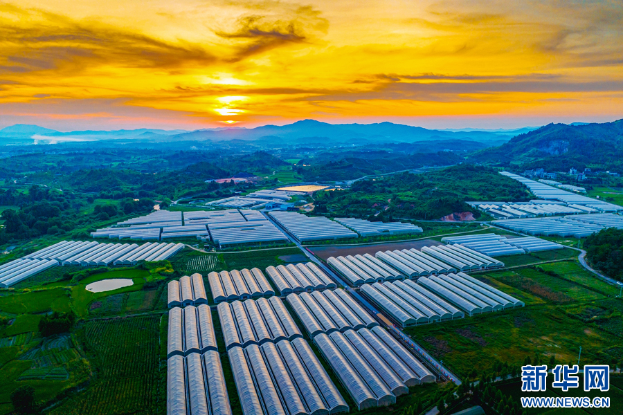 航拍乐安县的芦笋种植基地。新华网发 欧阳小明 摄