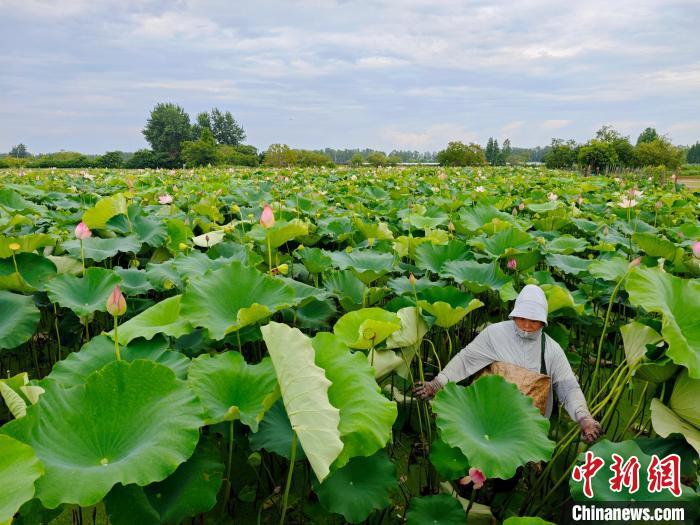 “荷”顏悅色 南昌水嵐洲半島荷塘綻放夏日浪漫