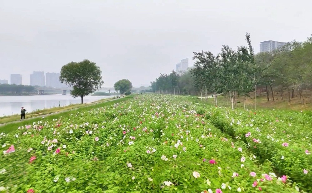 德州：滨河“花海长廊”惊艳面世 铺就绝美“夏花长卷” 