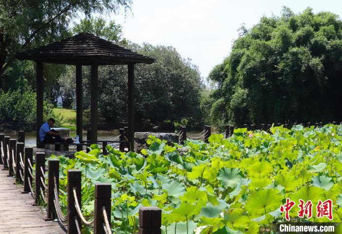 图为在渔舟湾湿地公园莲池旁的凉亭中休息的游客。 熊锦阳 摄