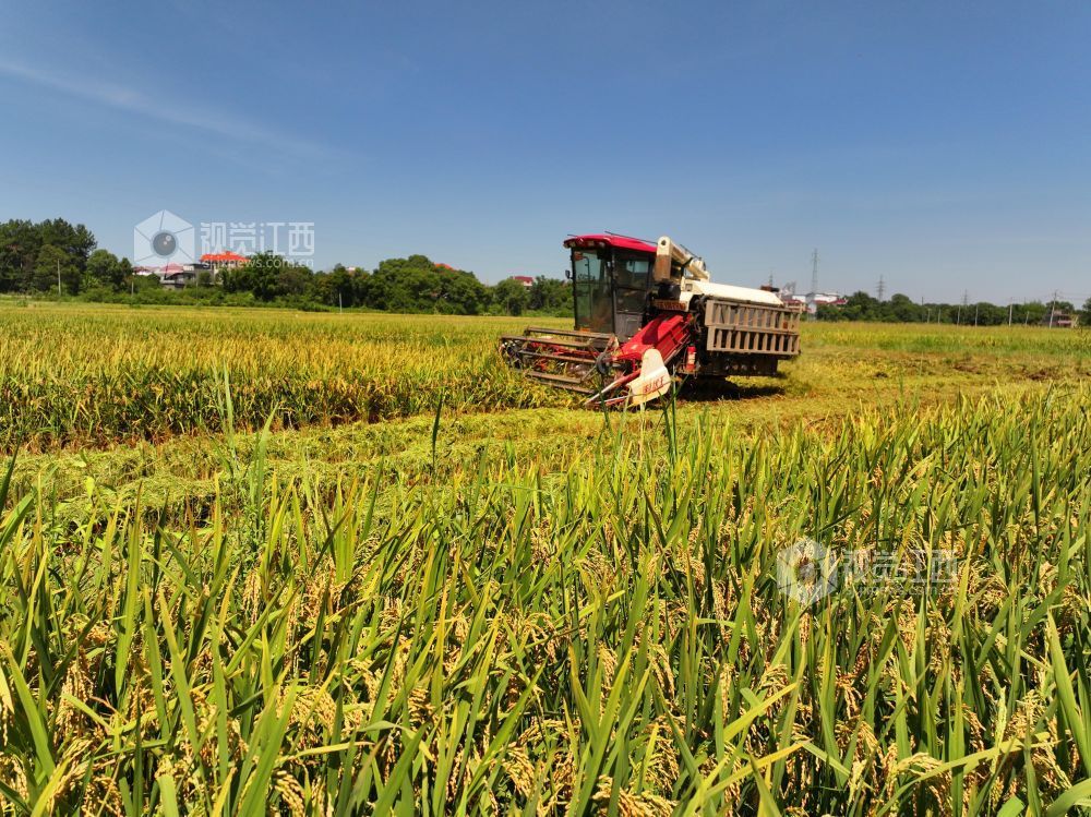 7月3日，江西省吉安市泰和县塘洲镇粮食主产区，农民驾驶收割机正在抢收早稻。